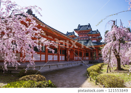 盛開的平安神宮，平安神宮的神社花園和垂枝櫻花，盛開的櫻花和平安神宮，京都著名的賞櫻勝地，京都旅遊景點 121553849