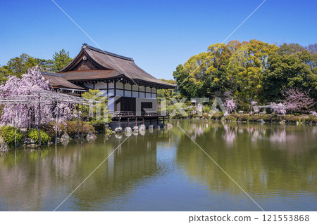 盛開的平安神宮,平安神宮的神社花園和垂枝櫻花,盛開的櫻花和平安神宮,京都著名的賞櫻勝地,京都旅遊景點 盛開的平安神宮,平安神宮的神社花園和垂枝櫻花,盛開的櫻花和平安神宮,京都著名的賞櫻勝地,京都旅遊景點 121553868
