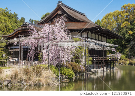 盛開的平安神宮，平安神宮的神社花園和垂枝櫻花，盛開的櫻花和平安神宮，京都著名的賞櫻勝地，京都旅遊景點 121553871
