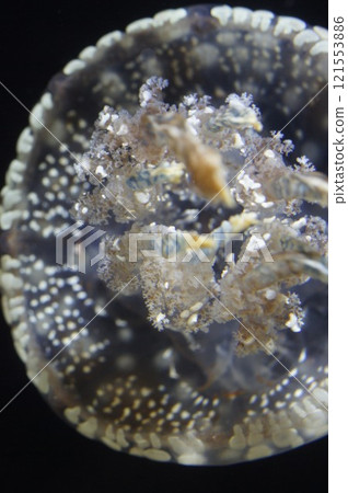 A close-up of the inside of one octopus jellyfish 121553886