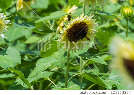A cluster of sunflowers bathed in the summer sunshine 121553894