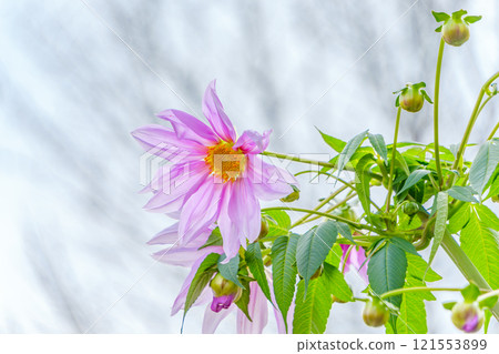 Beautiful scenery with pink Emperor Dahlias blooming 121553899