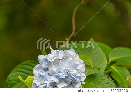 藍色八仙花屬特寫鏡頭 121553900