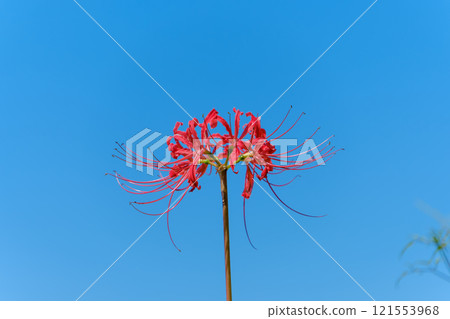 A single spider lily floating in the blue sky 121553968
