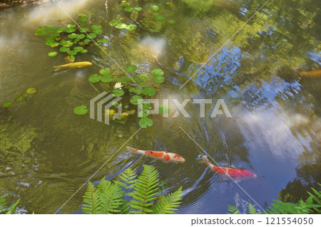 圓光寺青龍池的鯉魚 121554050