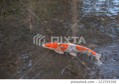 Nishikigoi 121554108