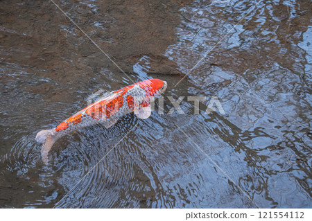 Nishikigoi 121554112