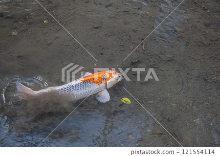 Nishikigoi 121554114