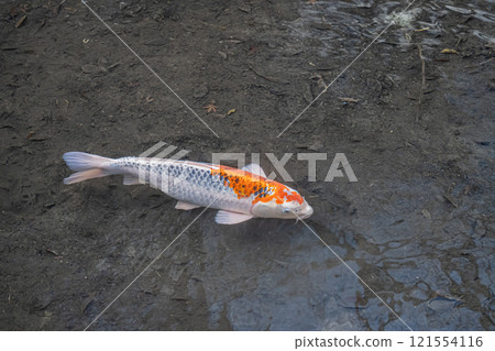 Nishikigoi Nishikigoi 121554116