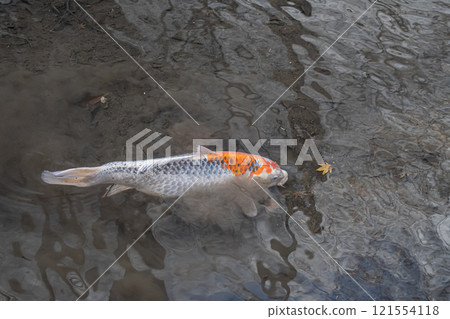 Nishikigoi Nishikigoi 121554118