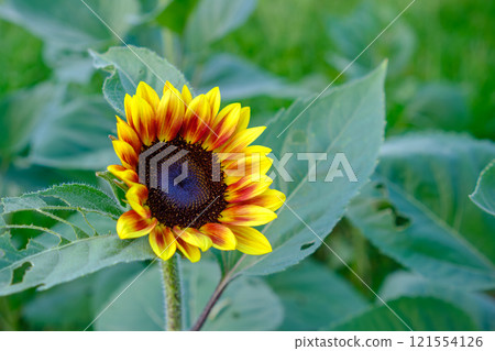 Sunflowers shining like the sun 121554126
