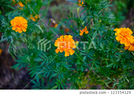 brightly blooming marigolds brightly blooming marigolds 121554129