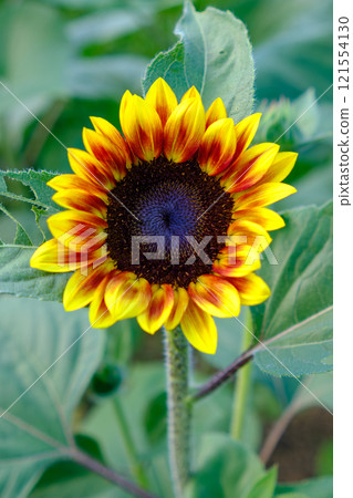 Vivid and beautiful sunflower details 121554130