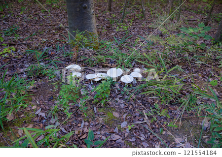 A cluster of white mushrooms growing on the forest floor A cluster of white mushrooms growing on the forest floor 121554184