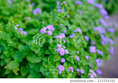 A carpet of green with purple flowers blooming A carpet of green with purple flowers blooming 121554192