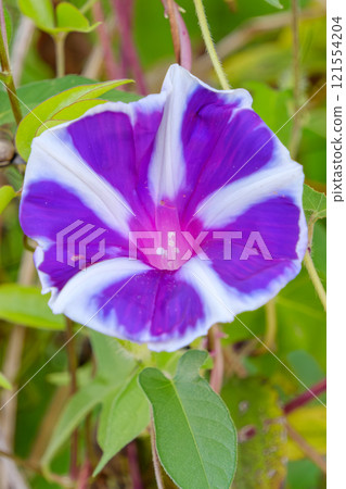 Beautiful blue-purple morning glory Beautiful blue-purple morning glory 121554204