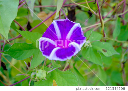 Beautiful blue-purple morning glory 121554206