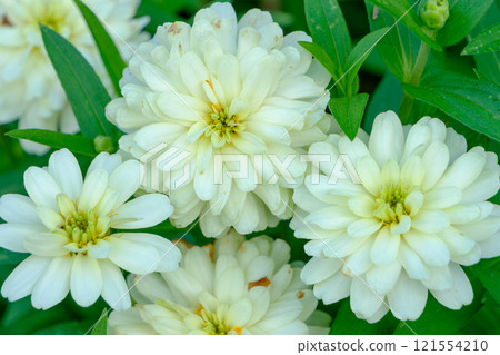 一束整齊的白色百日菊花 121554210