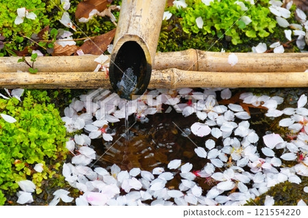 京都本萬寺的櫻花飄落（京都府京都市上京區） 121554220