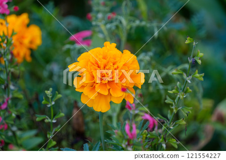 明亮的橙色萬壽菊 明亮的橙色萬壽菊 121554227