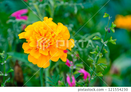 粉紅色和橙色的花園顏色 粉紅色和橙色的花園顏色 121554230