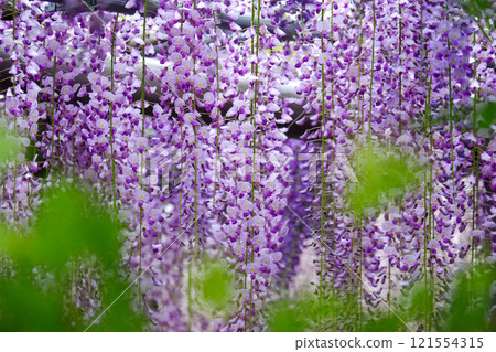 A fantastical view of purple wisteria seen through green leaves 121554315