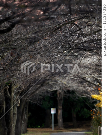 Cherry blossom trees on a midwinter night 121554350