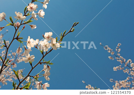 Yoshino cherry tree 121554370