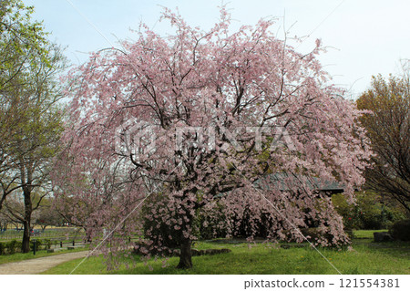 櫻花 櫻花 121554381