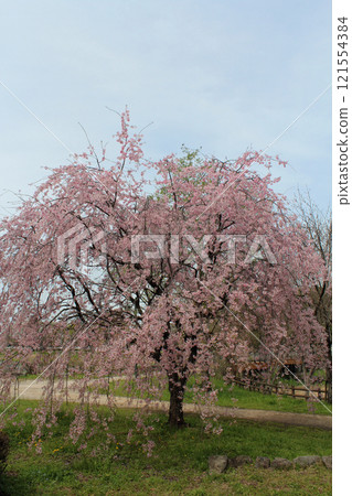 櫻花 櫻花 121554384