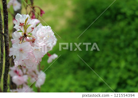 櫻花 121554394