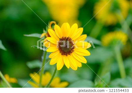 Sunflowers blooming among the greenery 121554433