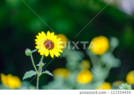 向日葵和背景中模糊的花朵 向日葵和背景中模糊的花朵 121554434