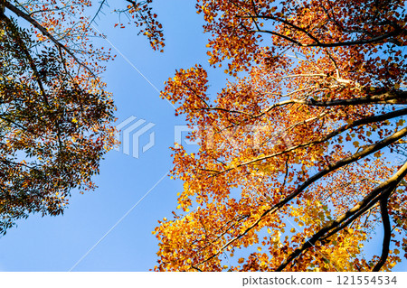 Autumn trees that shine against the blue sky Autumn trees that shine against the blue sky 121554534
