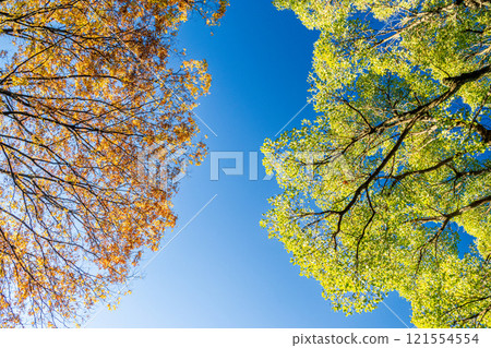 與藍天、秋葉、樹木和天空的風景 121554554