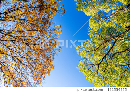 A landscape with blue sky, autumn leaves and sky A landscape with blue sky, autumn leaves and sky 121554555