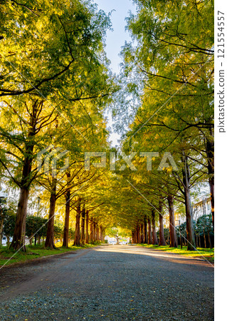 Autumn leaves ginkgo bunched trees 121554557