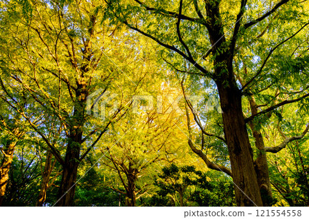Ginkgo trees that turn yellow 121554558