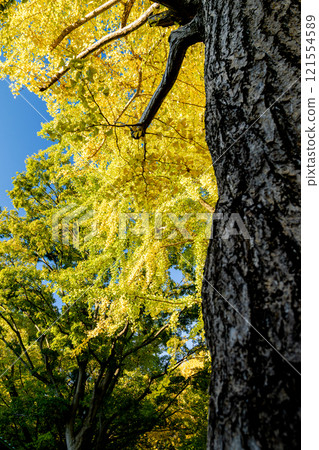 黃色葉茂盛銀杏樹 黃色葉茂盛銀杏樹 121554589