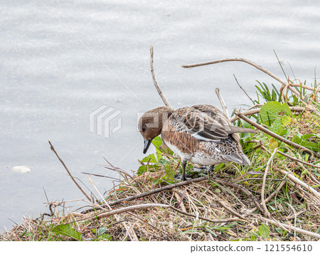 Wigeon (female) Kamogawa River, Kyoto 121554610