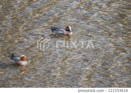 Wigeon（男）京都鴨川 121554616