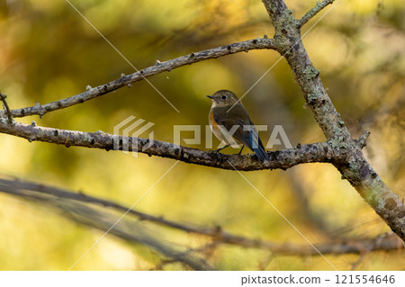 A blue-and-white flycatcher perched on a larch branch A blue-and-white flycatcher perched on a larch branch 121554646