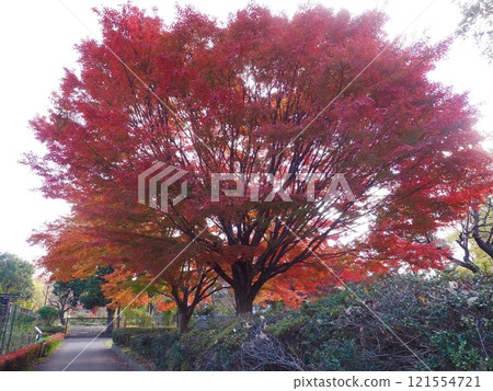 Mizumoto公園的秋天 Mizumoto公園的秋天 121554721