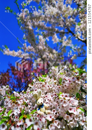 Rabbit in cherry blossoms Rabbit in cherry blossoms 121554767