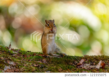 A Hokkaido chipmunk standing on a fallen tree and eating something 121555075