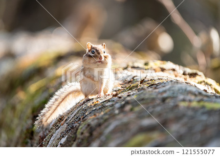 A chipmunk standing on a fallen tree with inflated cheek pouches A chipmunk standing on a fallen tree with inflated cheek pouches 121555077