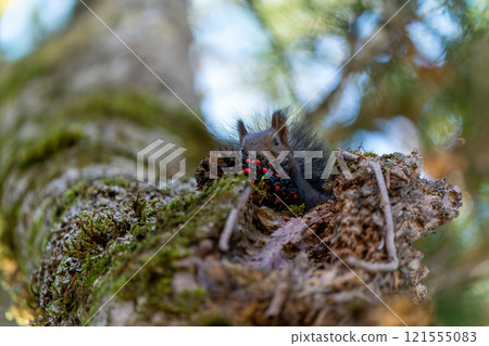 A Hokkaido squirrel eating magnolia fruit on a tree A Hokkaido squirrel eating magnolia fruit on a tree 121555083