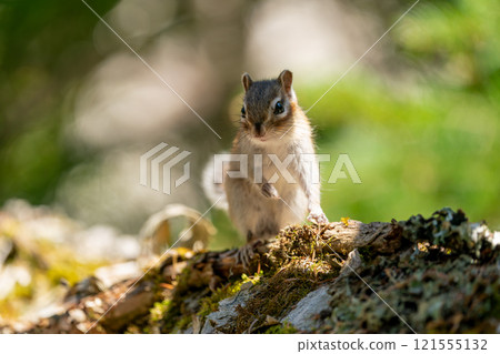 站在倒下的樹上的蝦夷花栗鼠 121555132