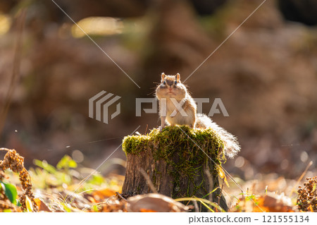 A Hokkaido chipmunk with inflated cheek pouches standing on a stump A Hokkaido chipmunk with inflated cheek pouches standing on a stump 121555134