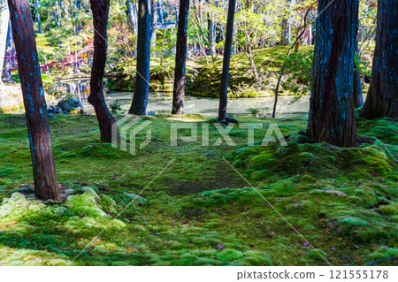 Autumn foliage in the Japanese garden at Saihoji Temple, a moss temple in Kyoto Autumn foliage in the Japanese garden at Saihoji Temple, a moss temple in Kyoto 121555178